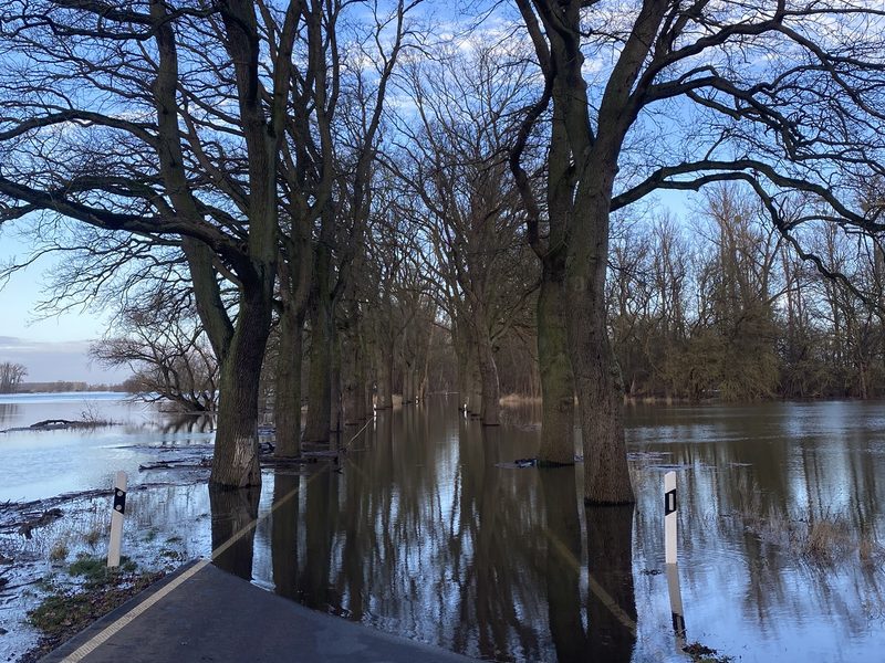 Elbstraße auf dem Elbdeich bei Hochwasser, überflutete Eichenreihe am 31. Dezember 2023