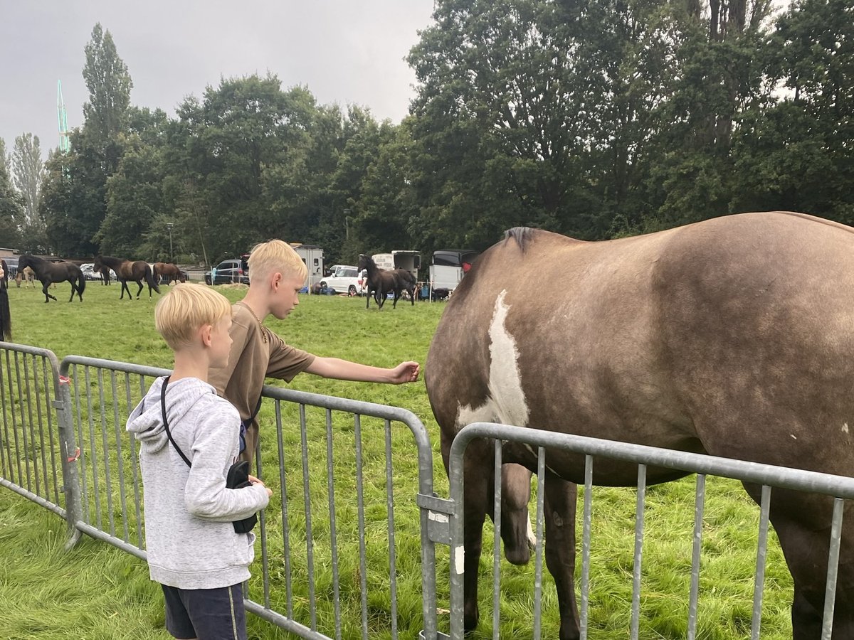 Kinder streicheln ein Pferd auf dem Havelberger Pferdemarkt