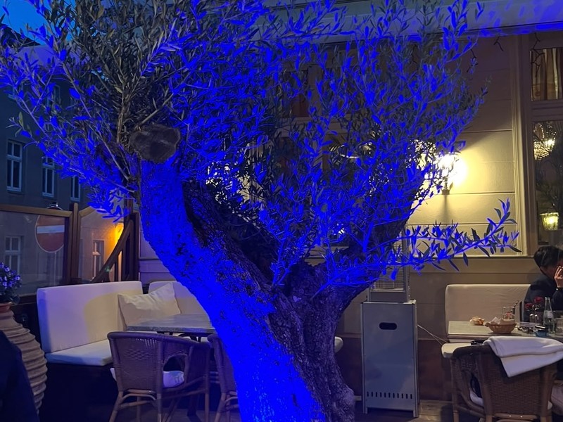 Olivenbaum in blauem Licht auf der Terrasse des Akropolis am Abend